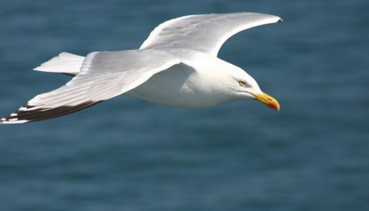 Martı avcısına rekor ceza