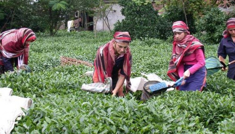 400 kilo çay toplayana aylık 6 bin 900 TL