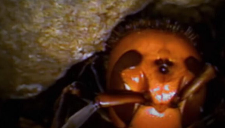 2020'nin yeni kabusu ilk kez ortaya çıktı