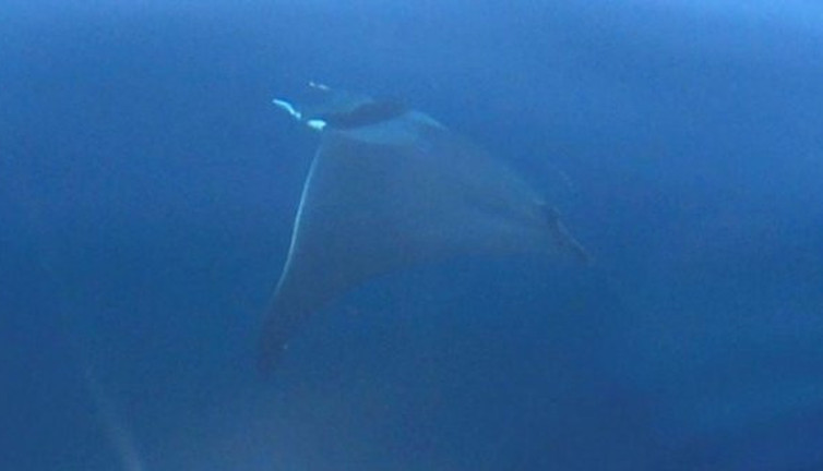 Nesli tükenme altındaydı: Dev şeytan Gökçeada'da ortaya çıktı
