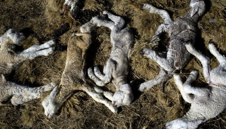 Bilim insanları açıkladı: '6. kitlesel yok oluş' yaşanıyor olabilir