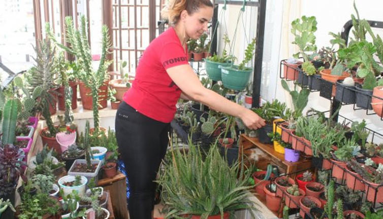 Evinin balkonunu kaktüs bahçesi gibi