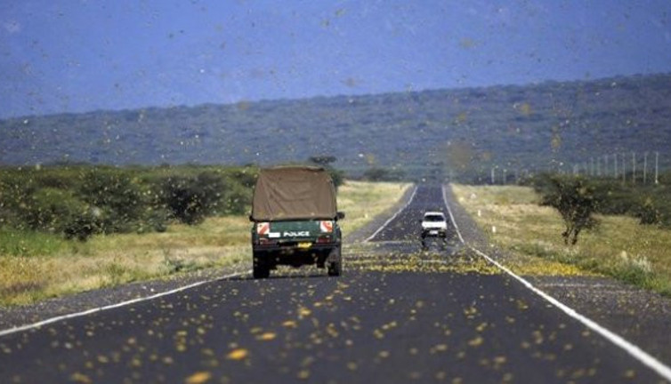 Günde 150 km hızla ilerliyorlar: İşte istilaların gerçek sebebi