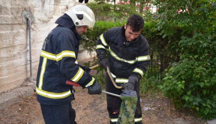 Site bahçesinde yılan operasyonu