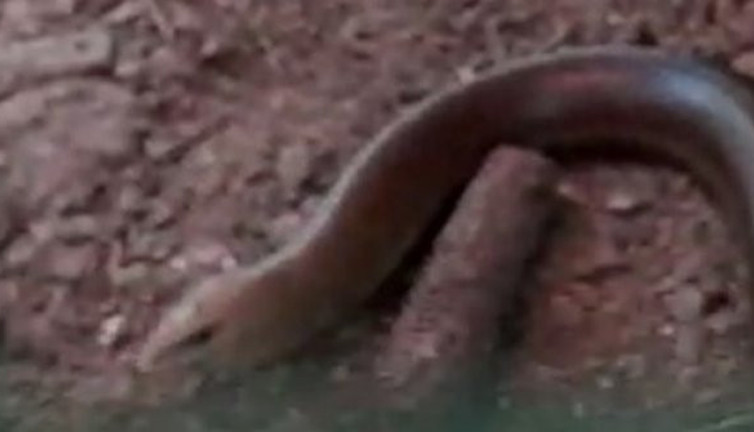 Bursa'da kümese dev kertenkele girdi