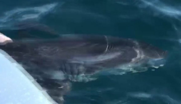 Hiç bu kadar kıyıya yakın görülmemişti: Türkiye sahillerinde ilk köpek balığı alarmı!