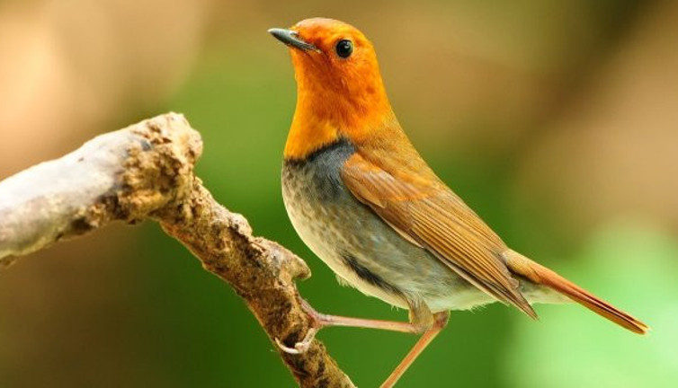 Bilim insanlarından kuşlarla ilgili önemli araştırma: İnsana benzer yanları ortaya çıktı