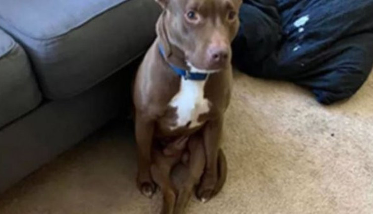 Köpeğin bu duruşu milyonlarca beğeni aldı