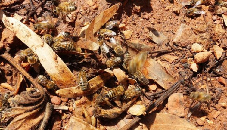 Katliam gibi ekolojik felaket: Tam 50 milyonu ölü halde bulundu