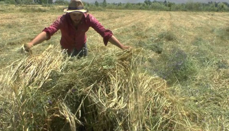 Ot biçerken tarlada bakın ne buldu