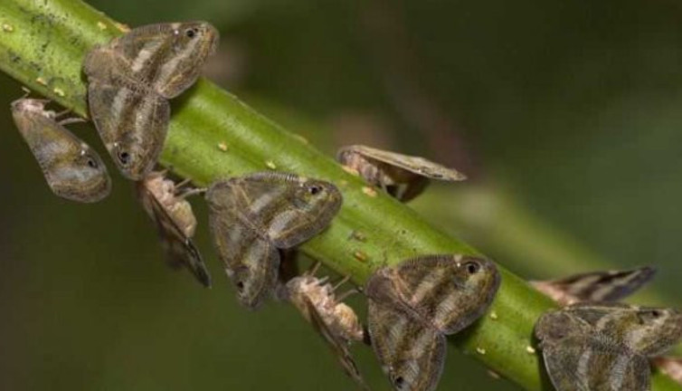 Karadeniz'de "vampir kelebek" kabusu