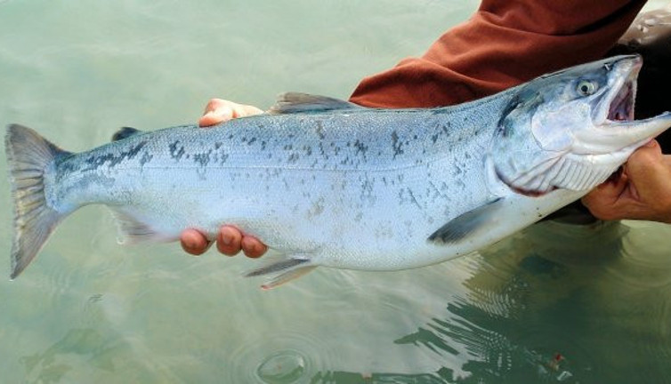 Türk profesör açıkladı: Somon balığı, korona virüs taşır mı? İşte cevabı...