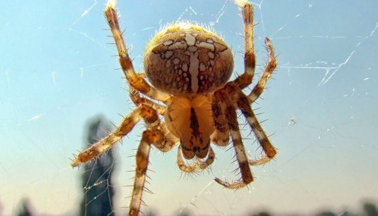 Bilim insanları açıkladı: Sayılarında patlama bekleniyor: İşte dünyayı bekleyen yeni tehlike