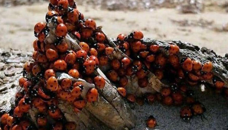 Yunanistan'dan geldiler Trakya'yı sardılar! Melek yüzlüler ama can yakıyorlar