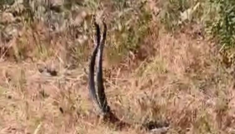 Tunceli'de, yılanların şaşırtan dansı
