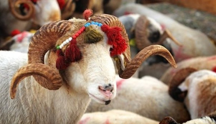 Kızılay vekaleten kurban kesim bedelini açıkladı