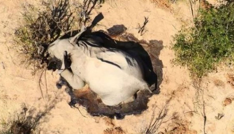 350 filin gizemli ölümü araştırılıyor