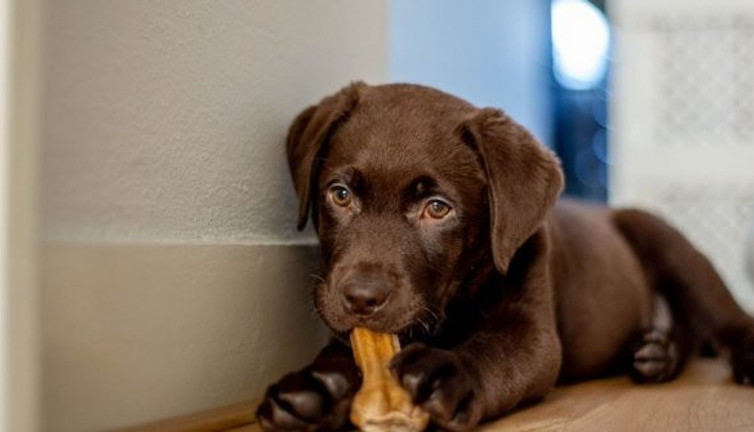 6 yıl süren çalışma hesapları alt üst etti, bildiğiniz hesaplamayı unutun, 1 yaşında köpek 30 yaşında çıktı