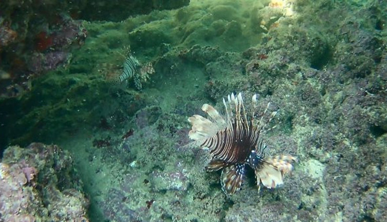 Buyurun buradan yakın: Dünyanın en zehirli balığı Türkiye'de