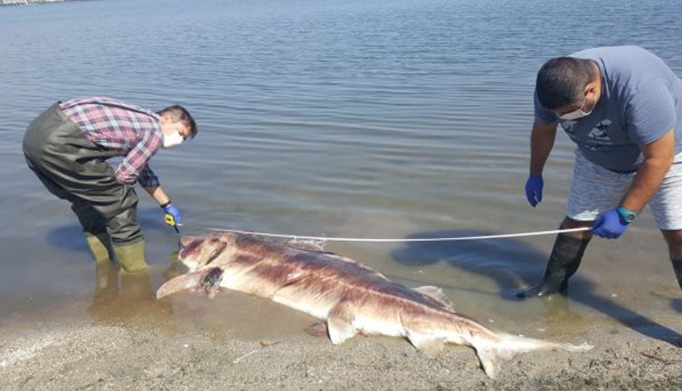 2 ölü Mersin balığı daha kıyıya vurdu