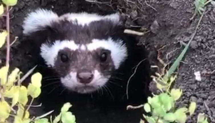 Ardahan'da görüntülendi