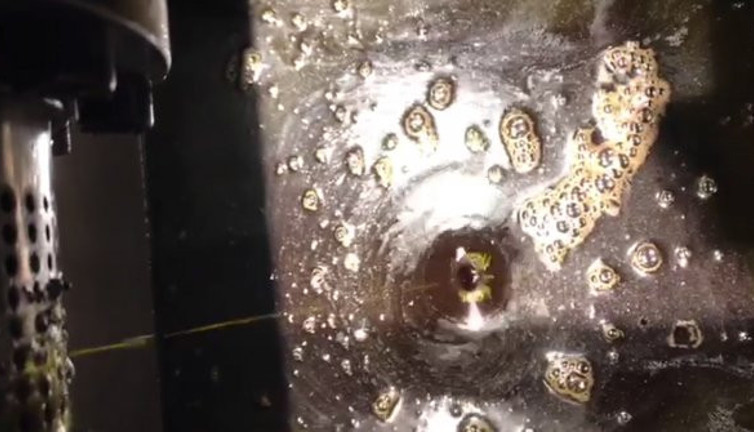 Yıldızlı şefler özel yemeklerinde kullanıyor! C vitamininden 20, E'den 50 kat daha güçlü