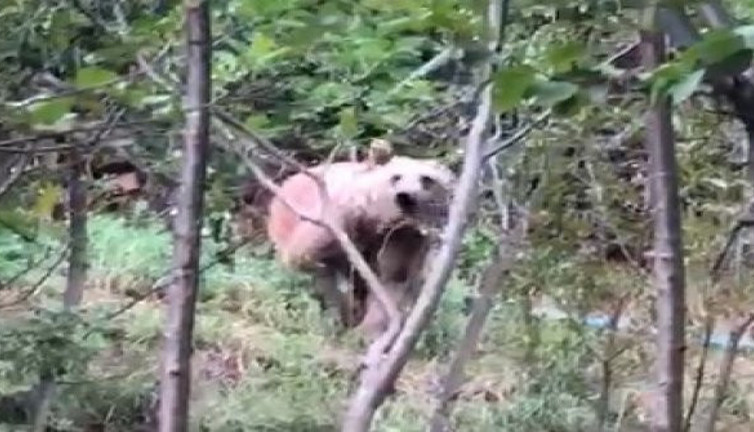 Ayı korkusundan sokağa adım atamıyorlar