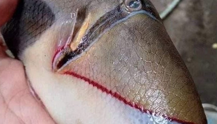 Türkan Şoray dudaklı balık görenleri hayrete düşürdü