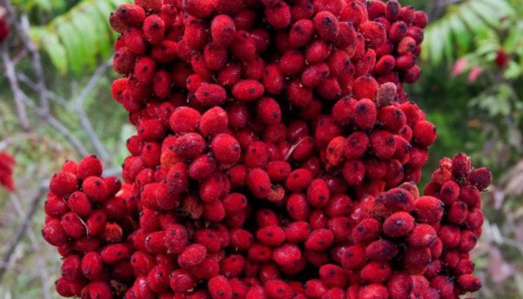 Sofranızdan eksik etmeyin! DNA’yı güçlendiriyor, kansere karşı kalkan oluyor