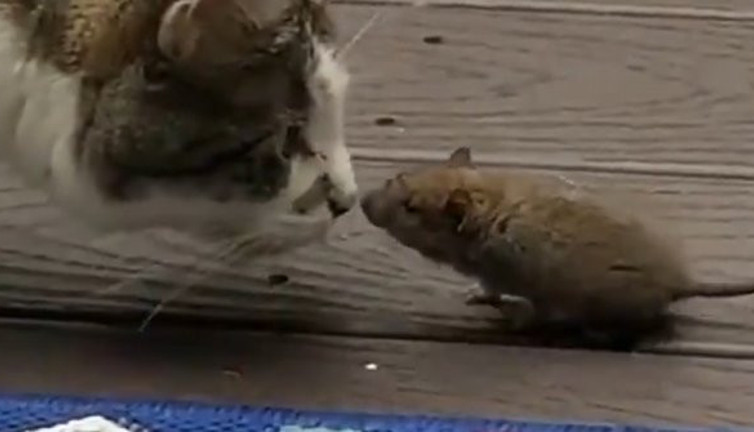 Tarihi küslük son buldu: İşte kameralara yansıyan görüntü