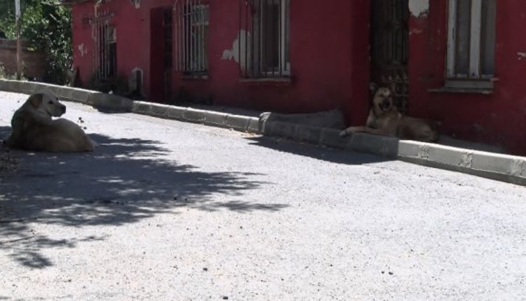 Hayvansever ailenin evini taşladılar! Sebebi şok etti