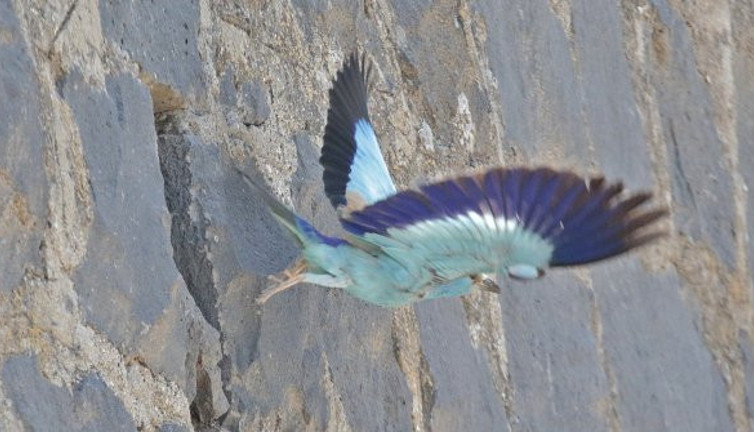 Duvardaki su kanalları yırtıcı kuşların yuvası oldu