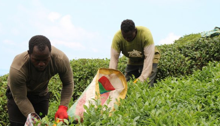 Hem okuyor hem para kazanıyorlar! Çaylar üniversiteli Afrikalılardan