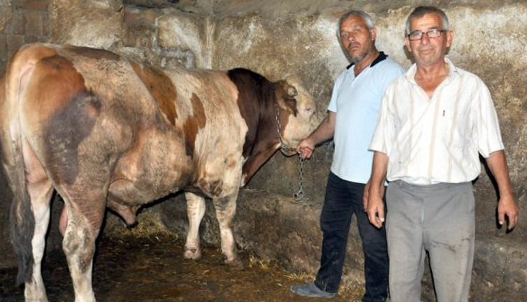 1 ton 100 kiloluk 'Tosun' adlı dana 24 bin liraya satıldı