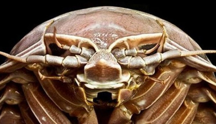 Hiçbir şey yemeden 5 yıl yaşayabiliyor! Okyanusun dibinde hamam böceği var