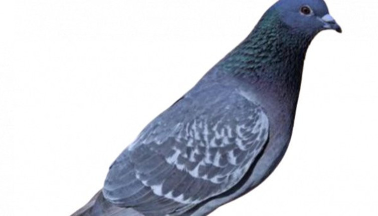 Bilim insanları bunu yorumluyor! Dev güvercin şaşkına çevirdi