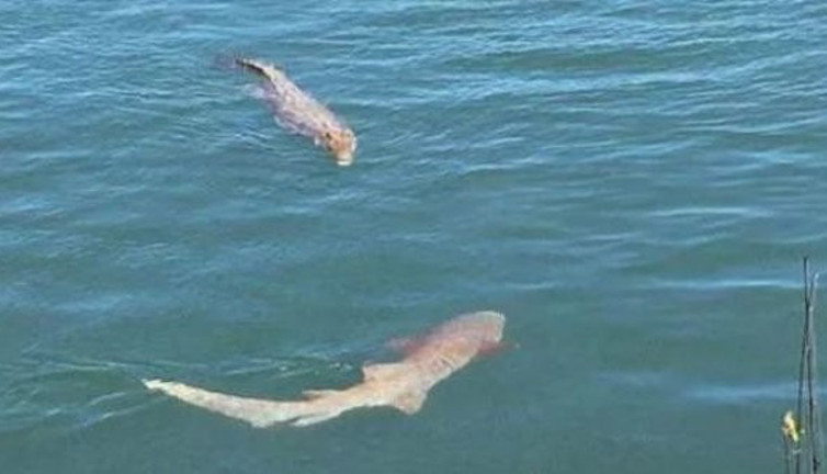 Yüzyılın kapışması! En ölümcül avcıların hesaplaşma günü