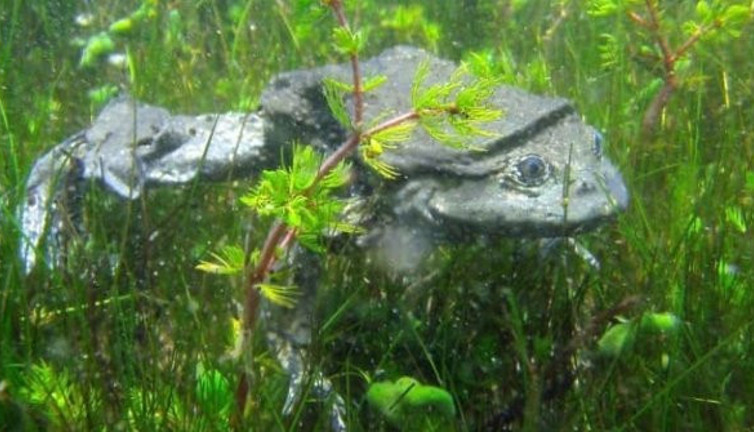 Afrodizyak etkisi için yakalanıyor… Bilim insanları onu kurtarmanın peşinde