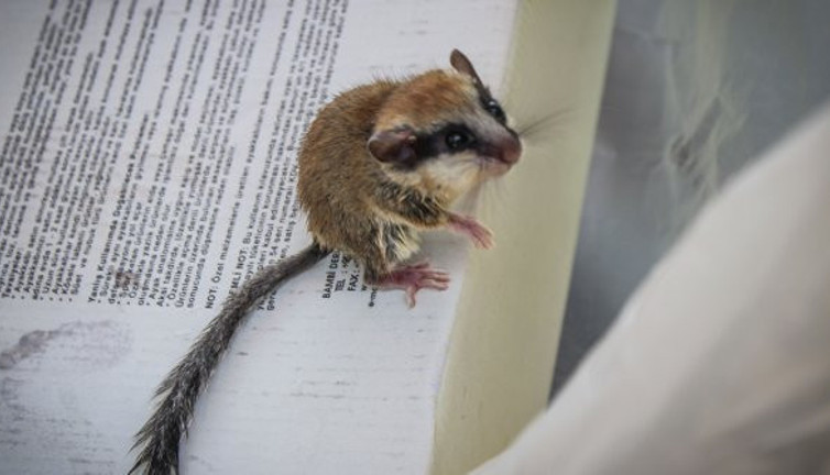 Kedilere yem olmaktan son anda kurtarıldı