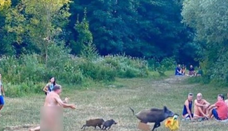 Domuz sürüsü çıplaklar kampını bastı: Çırılçıplak bilgisayarını çalan domuzu peşine düştü