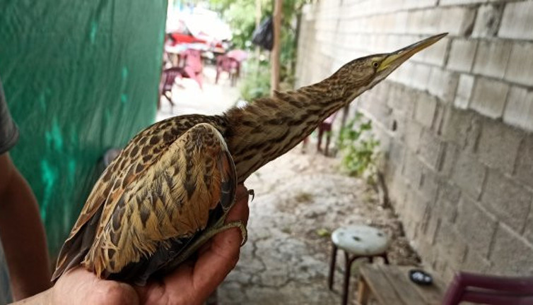 Soyu tükendi sanılıyordu! Balaban kuşu ortaya çıktı!