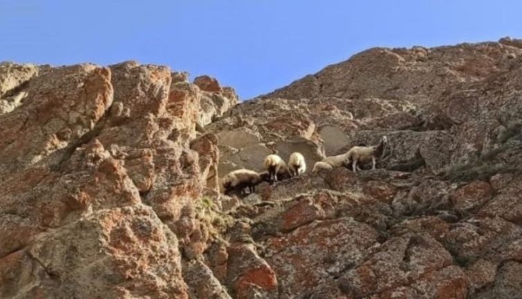 Dağda meleyen koyun sürüsünü itfaiye kurtardı