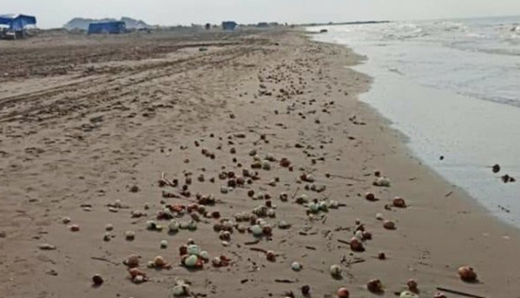 Yüzlercesi sahile vurdu! Görenlerin gözleri fal taşı gibi açıldı