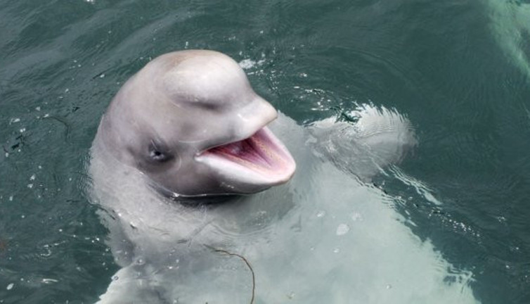 10 yıllık esaretin ardından gelen gülümseme, zalimsin insanoğlu