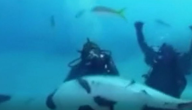 Ünlü boksör Mike Tyson köpekbalıklarının arasında