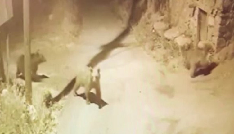 Sivas'ta ayı paniği! Böyle dolaştılar