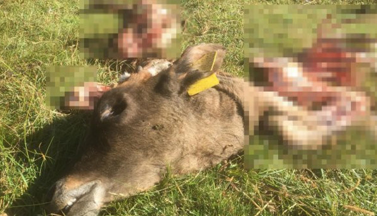 Köylüler gördüklerine inanamadı! Kayıp dananın hazin sonu