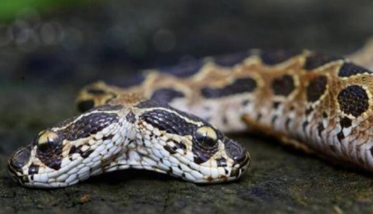 Her yıl yüzlerce can alıyor! Tek ısırıkla öldürüyor! Şimdi de başımıza çift başlı yılan çıktı