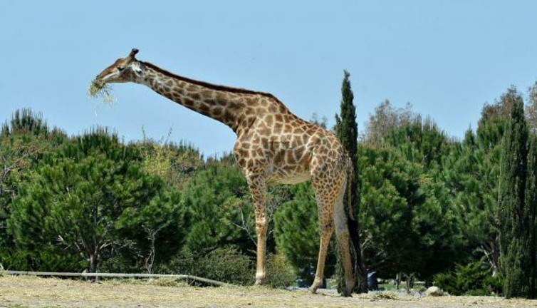 İzmir Doğal Yaşam Parkı'nın simge ismi Zarife hayatını kaybetti