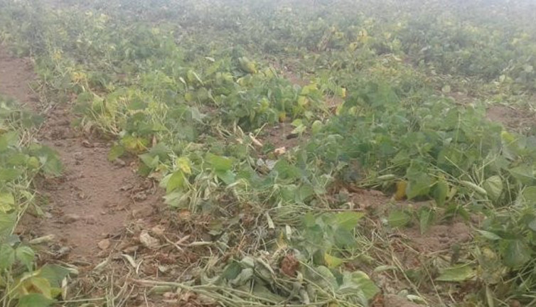 Tokat'ta bu nasıl vicdan dedirten olay